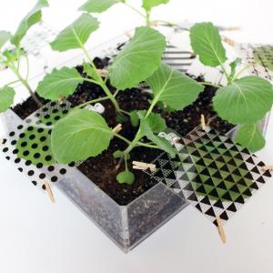 Photosynthegraph - Films attached on leaves for photosynthesis print