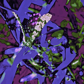 La Farfallina Prescelta