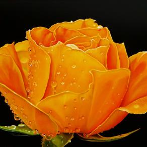 "YELLOW ROSE III"