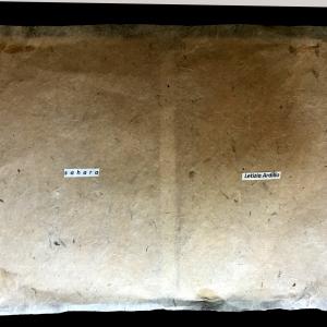 Letizia Ardillo-Sahara