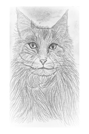 .      .. Lo Sguardo Indomabile ...