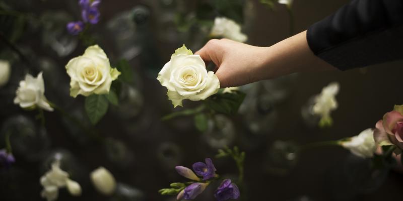 CROWDFUNDING > OPERETTE VEGETALI