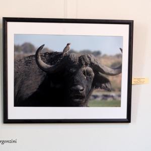 ANIMALS ART A PALAZZO DUCALE