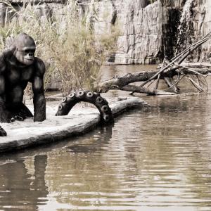 ZOOMaginario 2015: il contest “bestiale” dove l’arte incontra la natura, rispettandola!