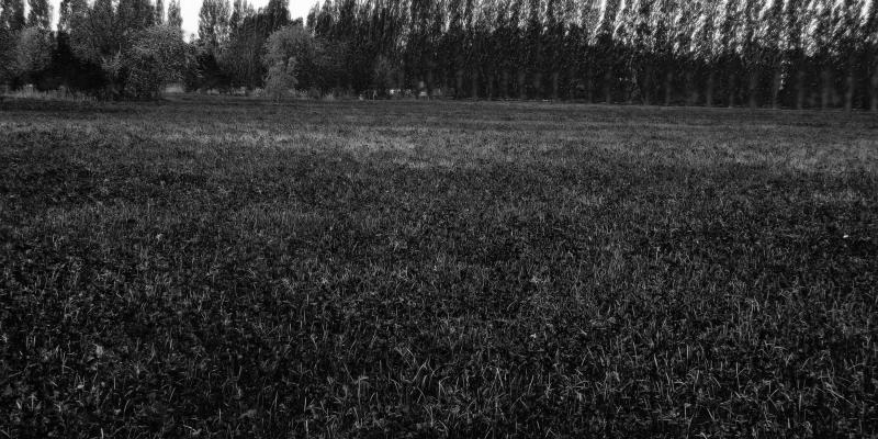 IL FASCINO DELLE PIANTE IL FASCINO DELLE PIANTE