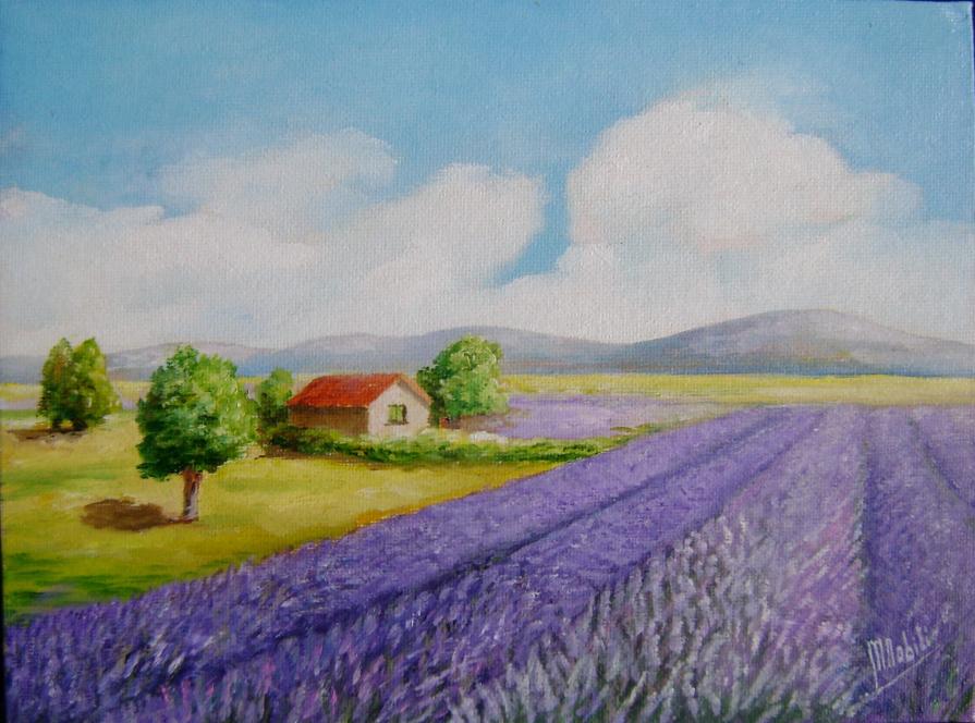 campo di lavanda II