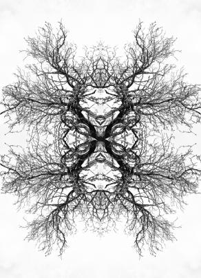 Arbrimal 01 - Imaginary Anatomy