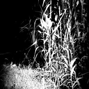 Mais, solo nella notte