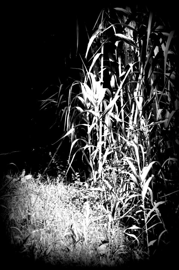 Mais, solo nella notte