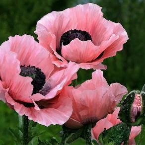 Papaveri Rosa Papaveri Rosa