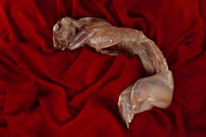 Luca Bresadola - Thanks for Watching