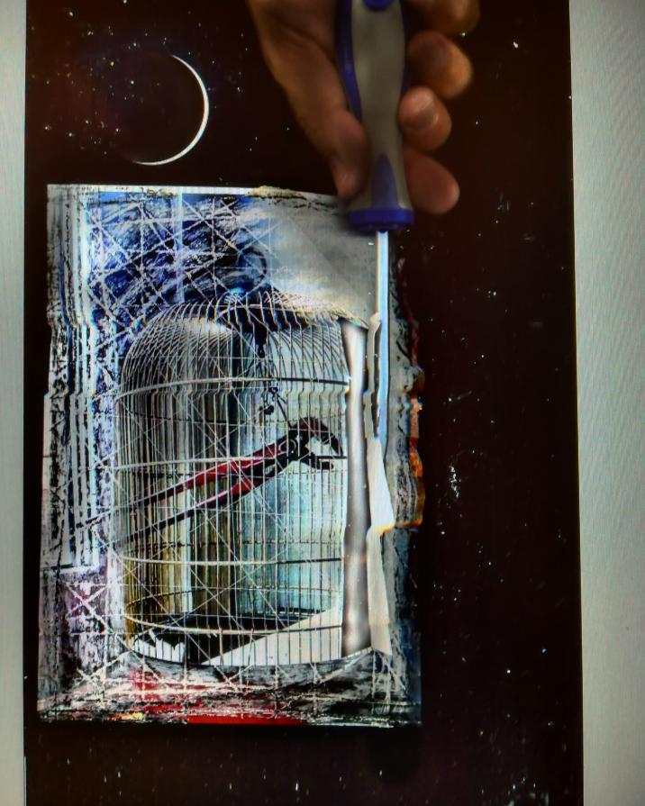 Ieri notte ho liberato il pappagallo. 