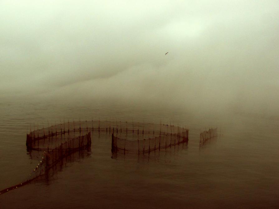 Fog and Weir