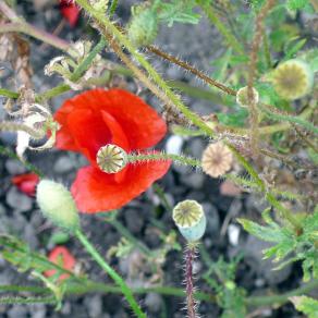 Le coquelicot