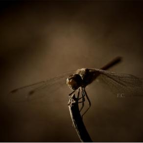 Dragonfly