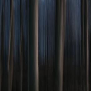 Pencil of Nature / Forest V