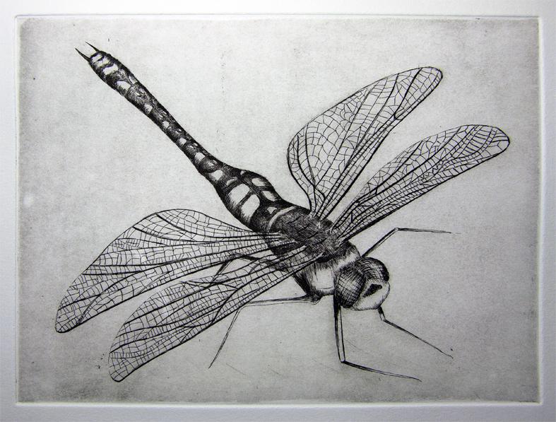 libellula