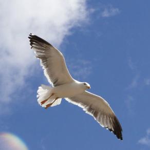 Jonathan Livingston Seagull