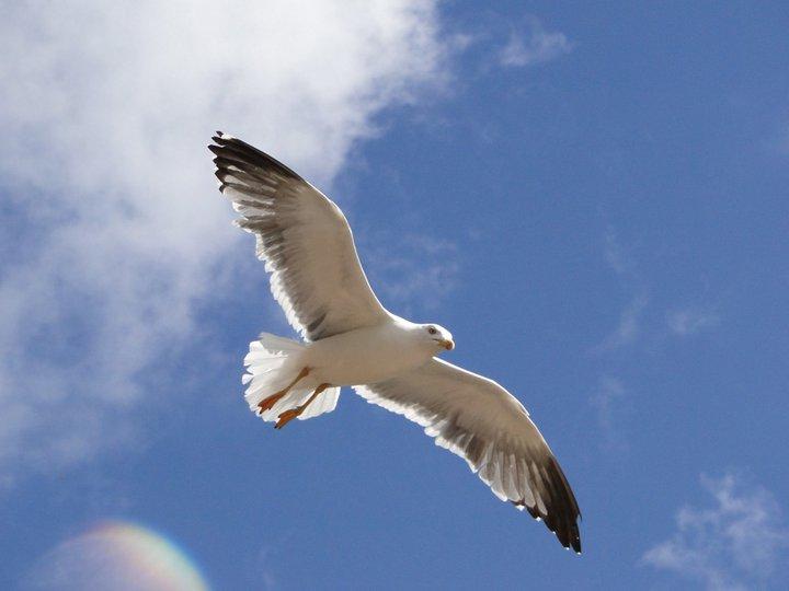Jonathan Livingston Seagull