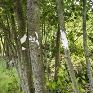 Dove side view Dove side view