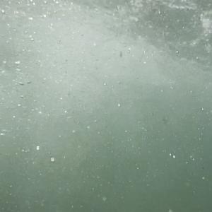 I fenicotteri viaggiano di notte 