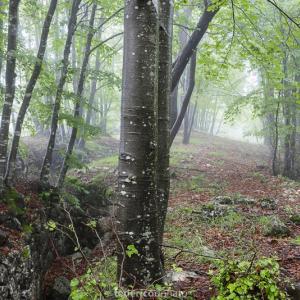 Federico Donato, Cento