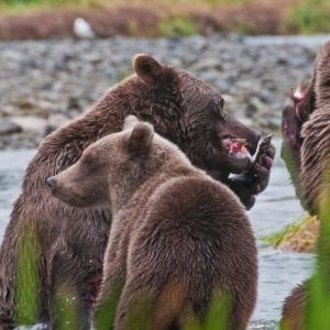 USA. Alaska 1/3. Forme di vita