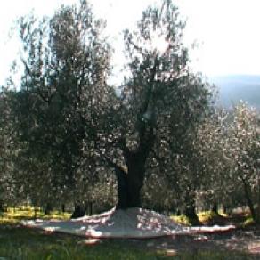 Passage - Suspension