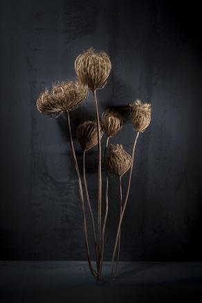 Don't call it "Dead Nature"