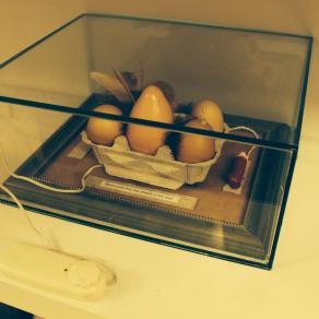 Which came first, the chicken or the egg?  - È venuto prima l'uovo o la gallina?