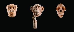 Giovanni Ranieri Tenti (GRT) - Trilogia: Queen Kong, Jessica Lange; Maurice C., L'inatteso (Monkey-boy); Cheeta! Natura morta?