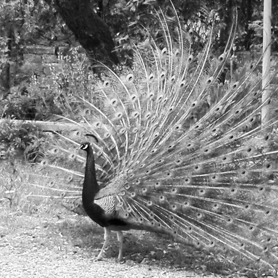 Peacock