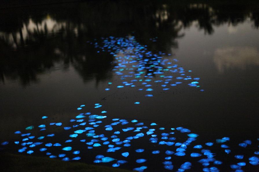 Obon (The Returning of the Spirits) Obon (The Returning of the Spirits)