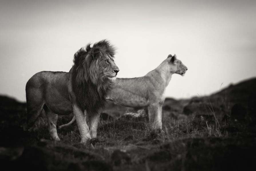 Lion and lioness