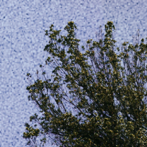 cascine 03 P04 cascine 03 P04