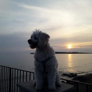 Dalla Terra alla Luna, Giovanni Romano