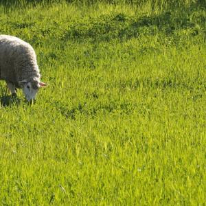 Italia. Basilicata & Campania. Abbandoni e riscoperte