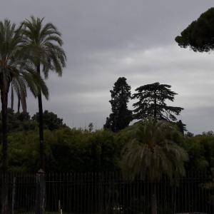 Tre civette sul comò