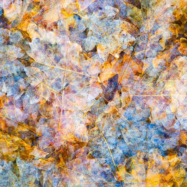 Alberi/Trees #11 Alberi/Trees #11