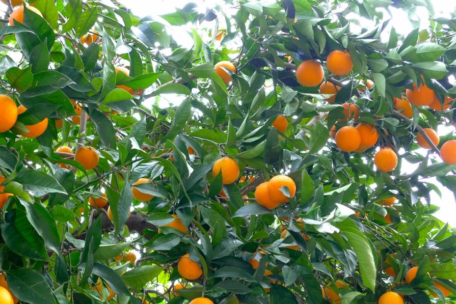 Albero Concetti illusori di felicità Albero Concetti illusori di felicità