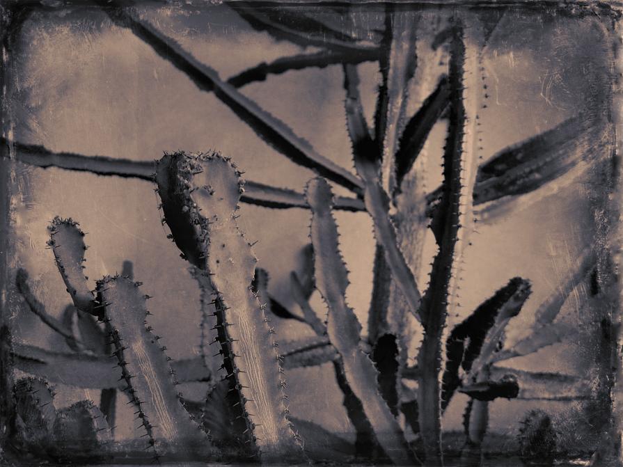 My zoo - Euphorbia Trigona