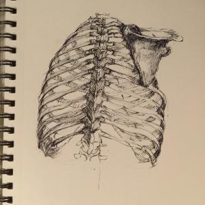 Ribcage study Ribcage study