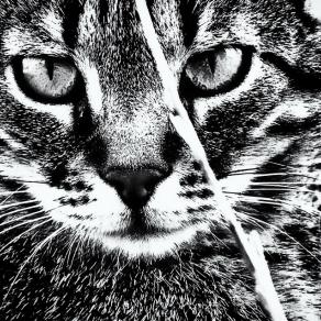 Cosa vuoi dirmi?   - What do you want to tell me? -