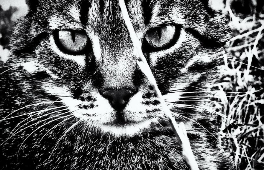 Cosa vuoi dirmi?   - What do you want to tell me? -