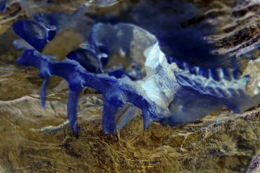 Nature Morte II: Triptych #1 Talanh