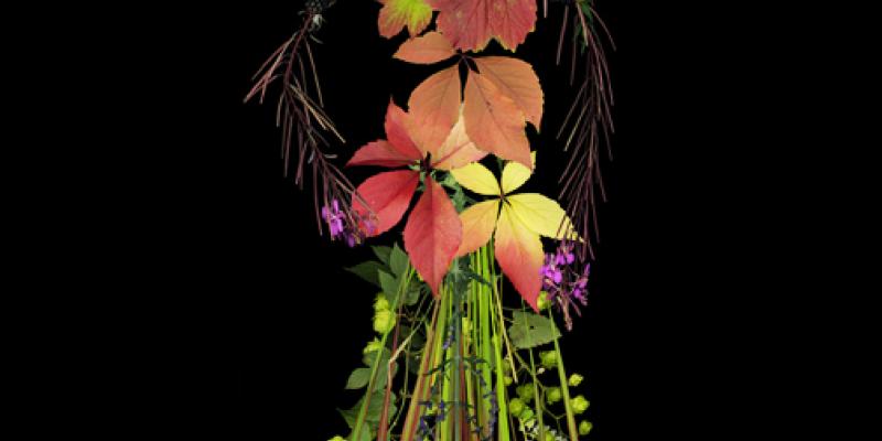 Nature's Best Photography