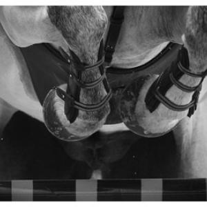 Nuovo Arezzo Equestrian Centre - località San Zeno