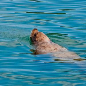 USA. Alaska 1/3. Forme di vita