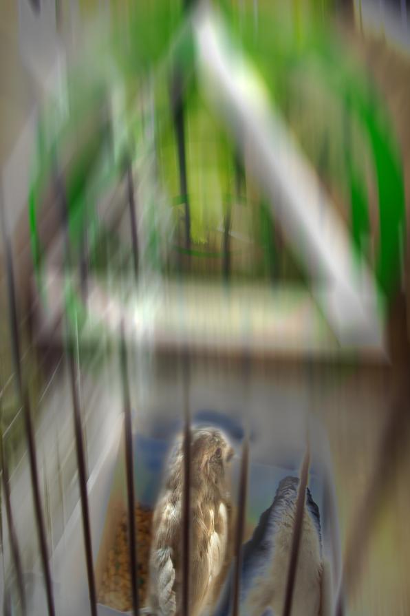 imprigionati  da uomini per sentire il loro cinguettio.