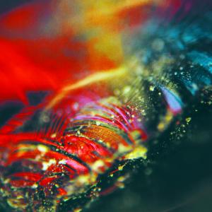 Massimo Moroni - The prawn